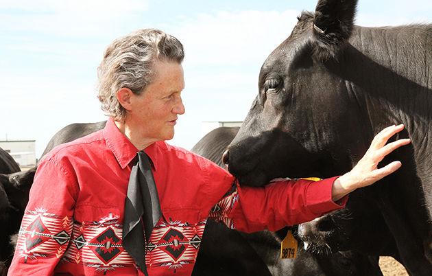 Photo Provided
At the age of 15, Grandin visited her aunt’s ranch in Arizona where she was inspired to pursue a career in working with cattle. 
 