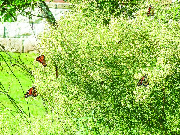Photo Provided
Monarch butterflies have experienced a sharp population decline due to habitat loss in B-CS and around the U.S.
