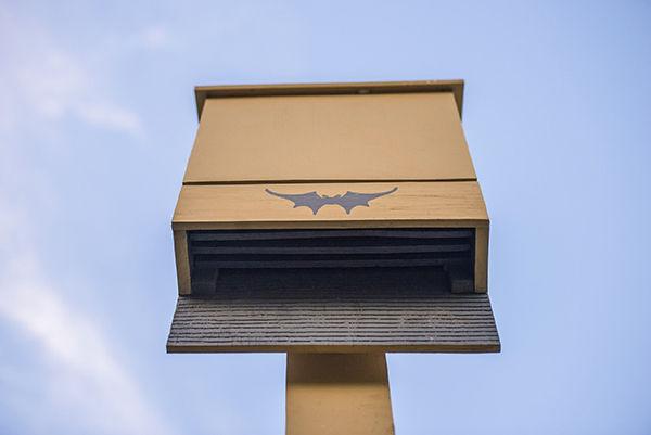 Tanner Garza — THE BATTALION
As part of the bat relocation efforts, “bat houses” have been built in order to conserve the free-tailed bat population as they are forced from Kyle Field.