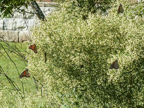 PROVIDED
While the monarch butterfly is endangered, researchers remain cautiously optimistic as population numbers increase this year.