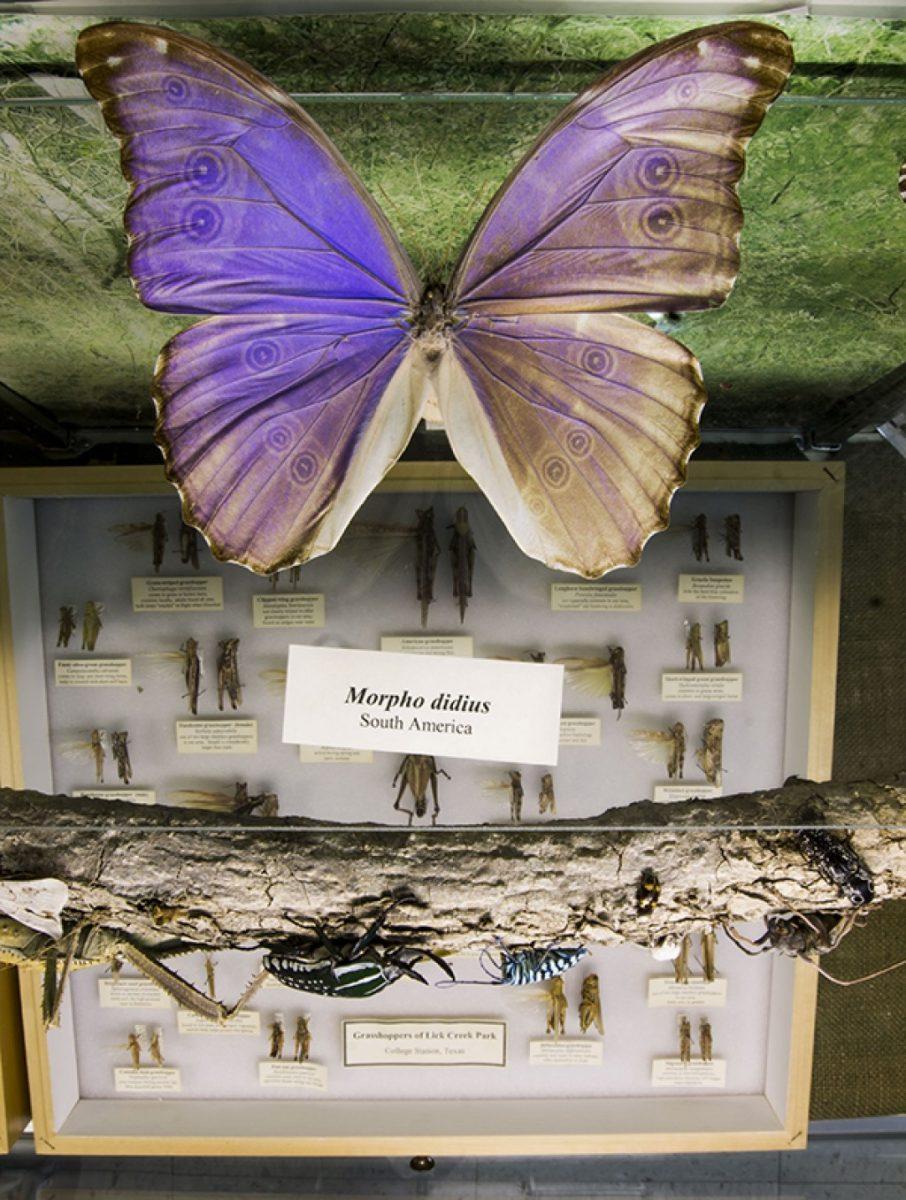 <p>Shelby Knowles — THE BATTALION</p><p>The Entomology Department displays collections of insects, including the Morpho didius  seen to the left, in the second floor at the HEEP Building.</p>