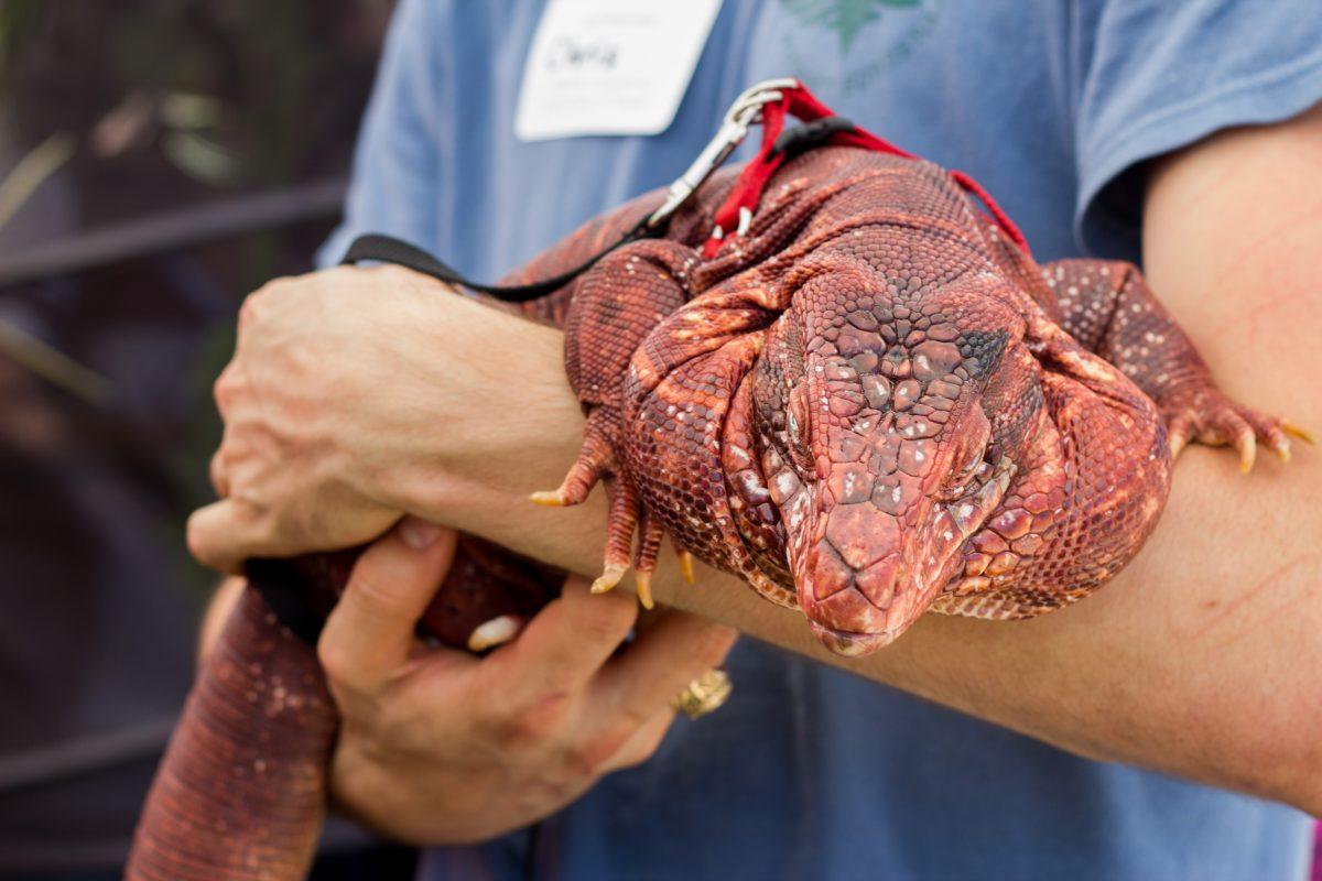 The+Vet+School+Open+House+held+a+petting+zoo+where+visitors+met+various+animals+on+Saturday%2C+April+25th+such+as+this+red+tegu+named+Scarlet.