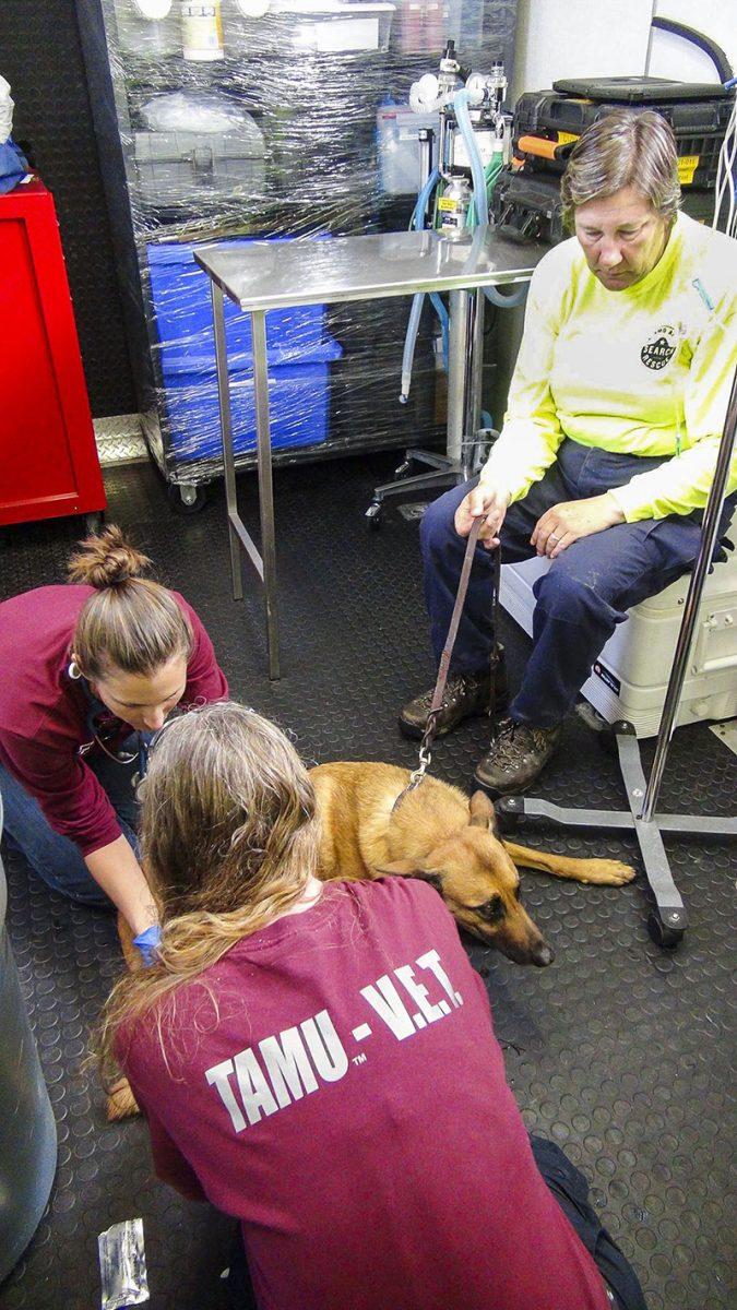 The Texas A&M Veterinary Emergency Team stepped up to save lost pets due to the flooding in Texas