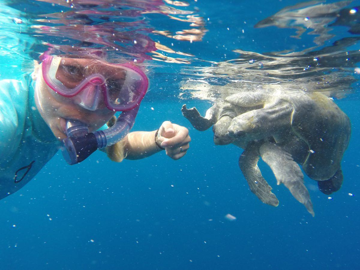 Christine Figgener found a sea turtle with a 10-12 inch straw lodged in it's nostril.