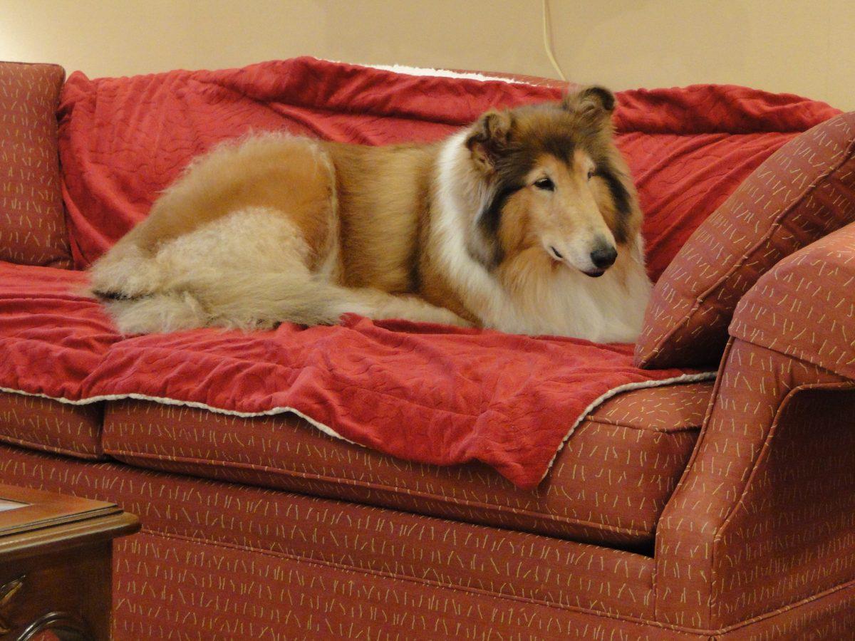 Reveille VIII spends her retirement playing fetch and taking it easy.