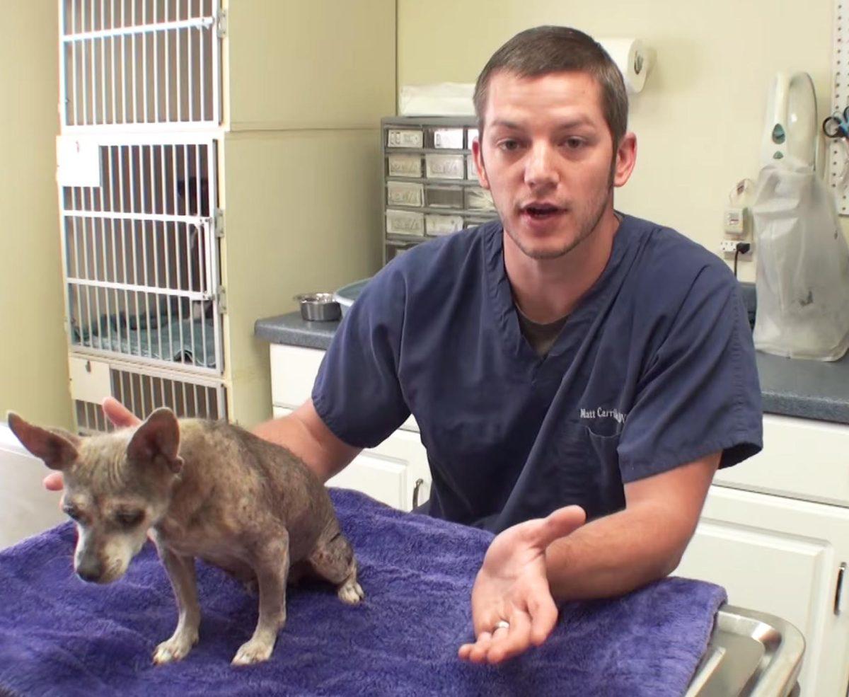 Dr. Matt Carriber uses profits from the popular YouTube channel “Vet Ranch” to save injured animals from euthanasia.