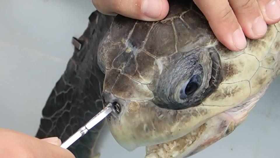 Aggie+helps+turtle+in+viral+video