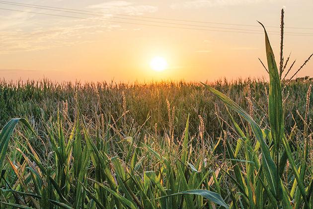 Corn+Maze