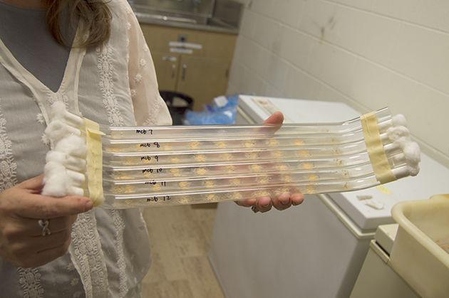 A&M researchers use a type of bread mold to study and better understand how biological clocks work.