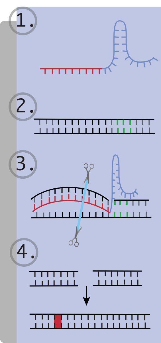 CRISPR-Cas9+representation