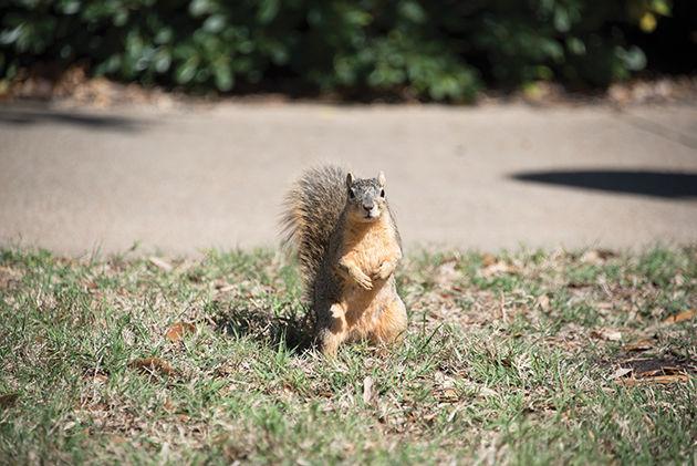 Squirrels are among the wildlife found on campus.