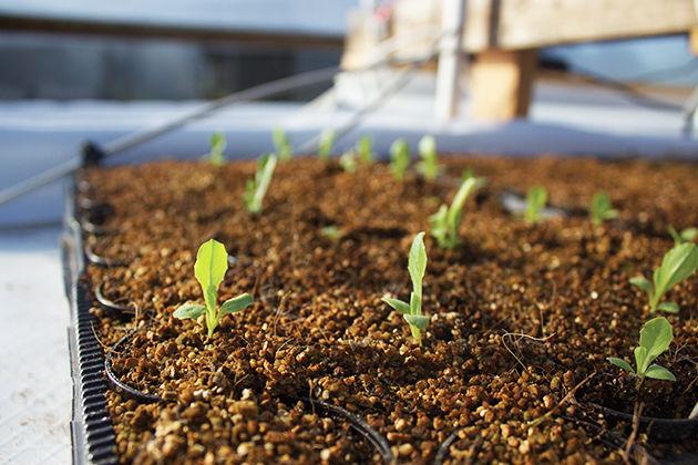 Earth Galley Farms works to bring locally sourced produce to the Brazos Valley area.