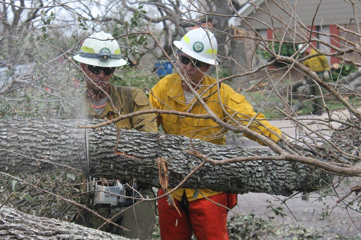A crew from the Texas A&M Forest Service works to cut apart a fallen tree.