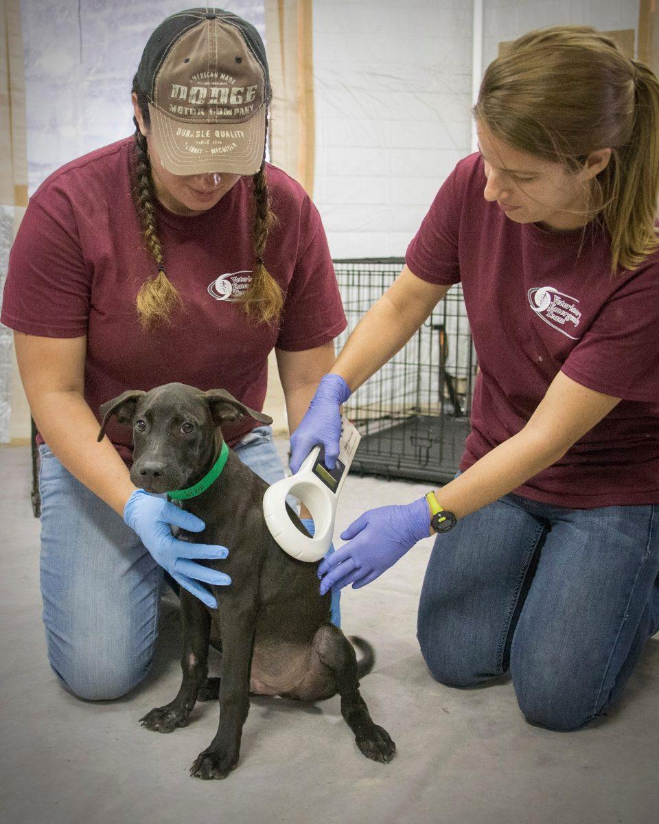 Members of the Veterinary Emergency Team scan for a tracking chip inside a lost dog.