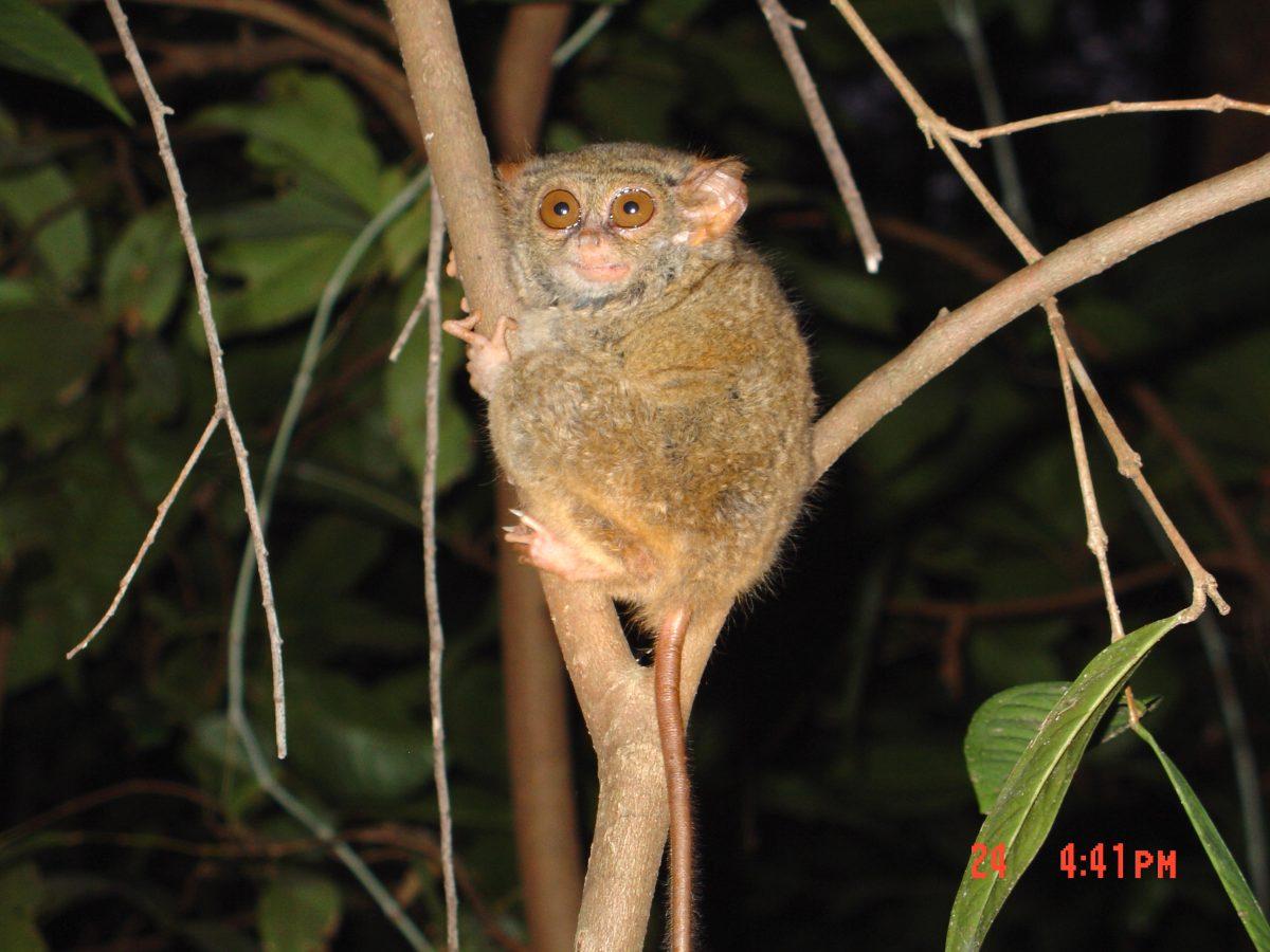 This new species of primate was named after Texas A&amp;M professor Sharon Gursky to honor her many years of research in the field of primatology.