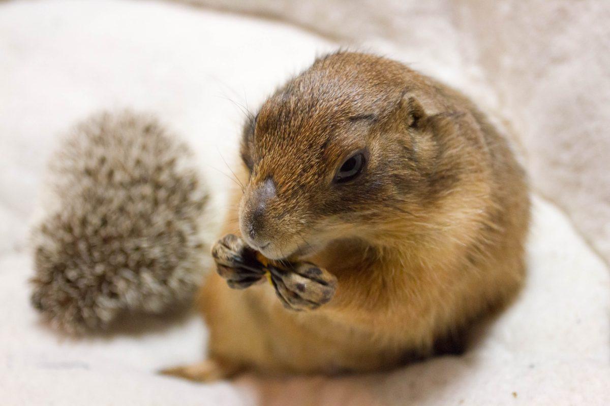 Bing the prairie dog enjoys Chex mix during photo shoots and appearances.