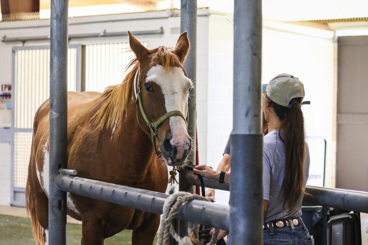 Equine Infectious Anemia is a disease spread by insects that can bring on critical symptoms.