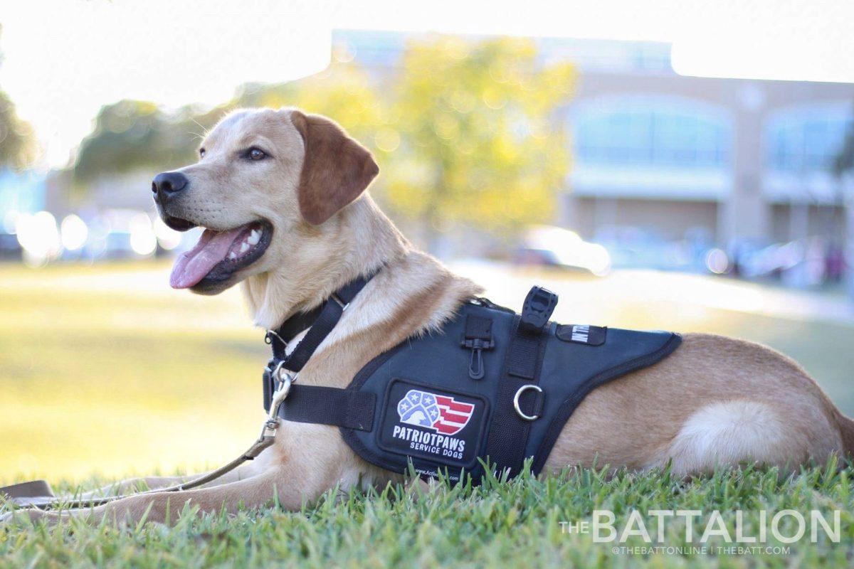 Service+Dogs+are+used+to+help+their+handlers+in+everyday+tasks.%26%23160%3B