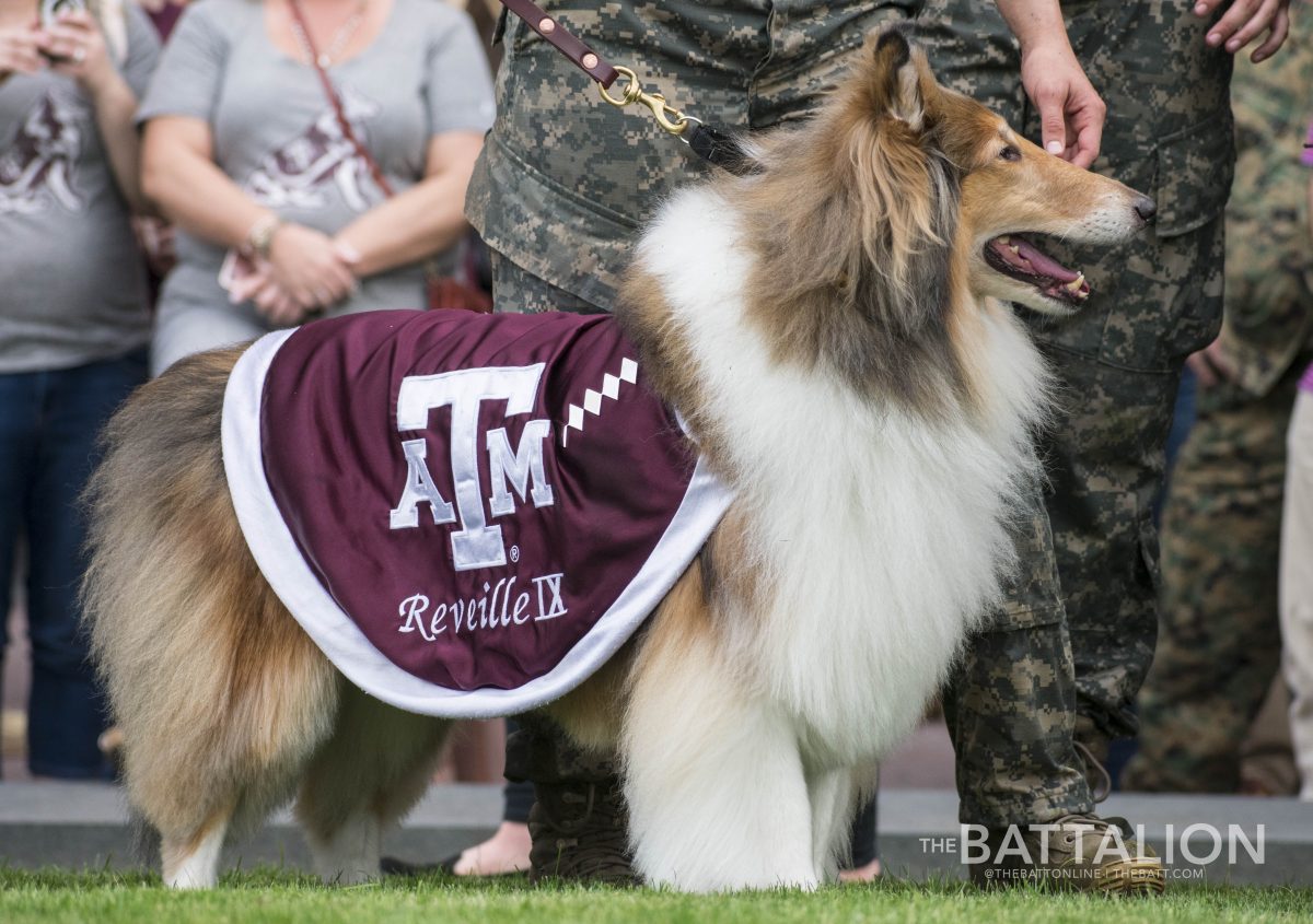 Reveille+is+the+mascot+of+Texas+A%26amp%3BM+University+and+handled+by+a+sophomore+from+unit+E2.