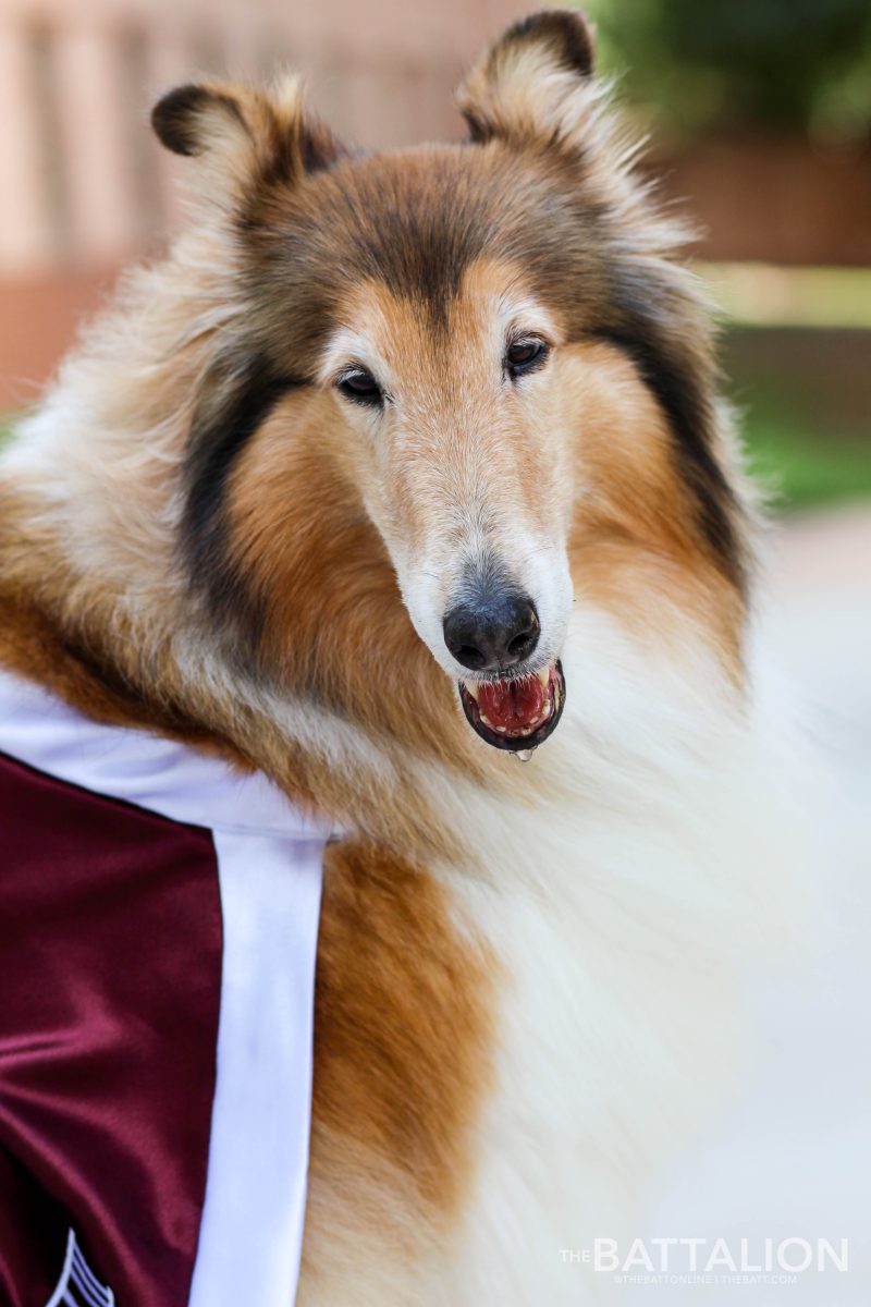 Reveille+VIII+was+12+years+old+when+she+passed+away+on+June+25%2C+2018.+While+General+was+her+rank%2C+students+affectionately+called+her%2C+The+Queen+of+Aggieland.