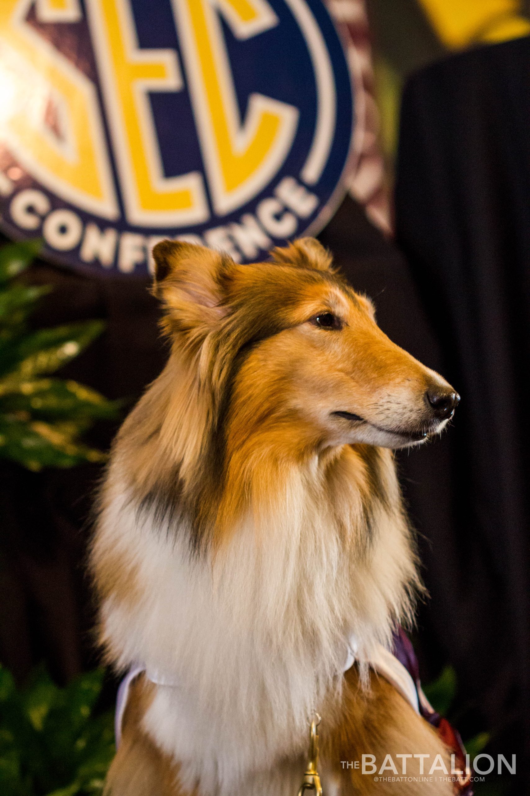 Remembering Reveille VIII