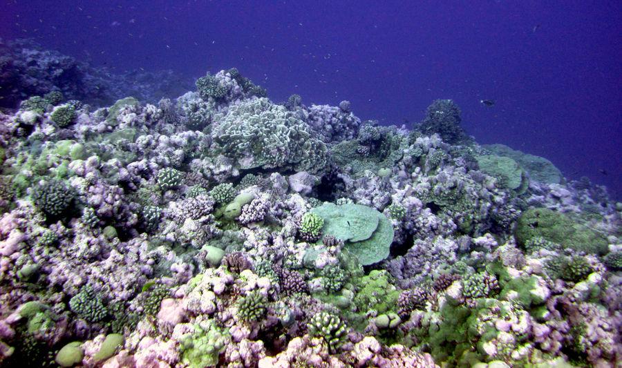 After a 15 day journey, scientists have discovered over 85 miles of coral hidden beneath South Carolina&#8217;s shores.&#160;