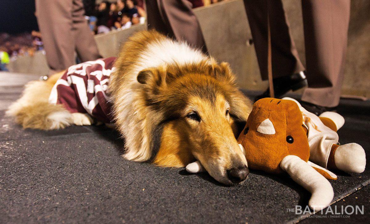 During Texas A&Ms last ever football game against the University of Texas Reveille VIII was seen cuddling her favorite toy. Rev was also dressed in a vest similar to those of her predecessors. 