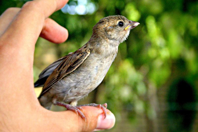 A newly discovered protein insides a bird's eyes helps a bird navigate the Earth's magnetic fields.