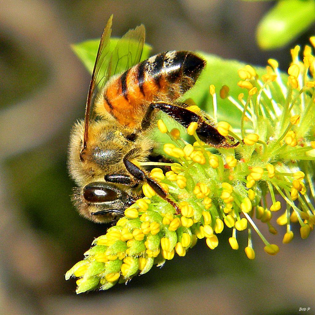 Honey_Bees_in_Willow_Trees_(8345531686).jpg