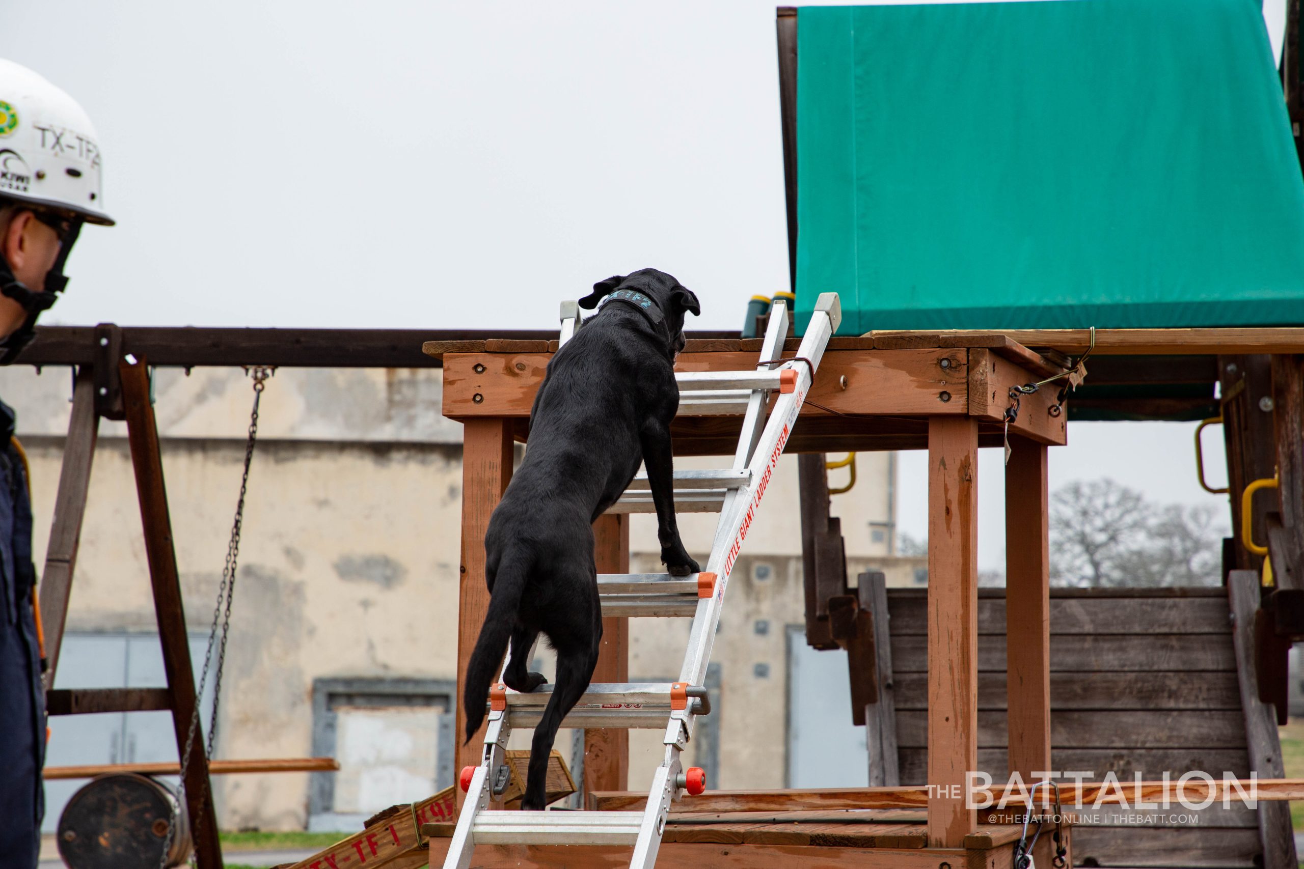 GALLERY%3A+FEMA+Canine+Training+at+Disaster+City