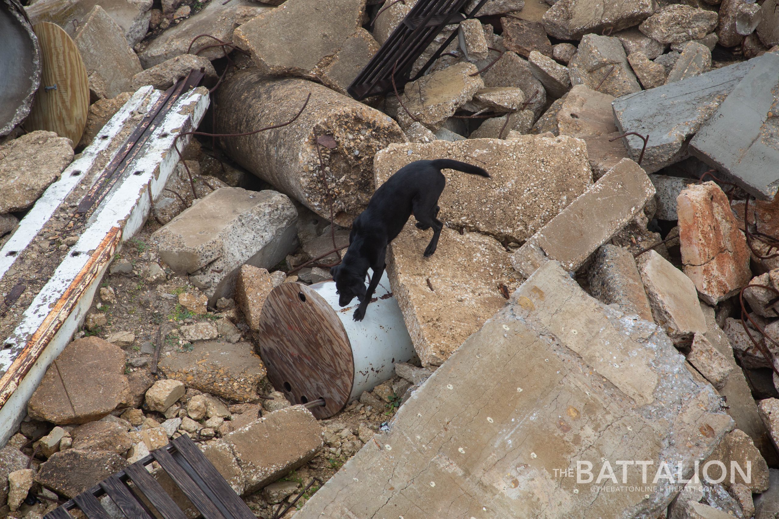 GALLERY: FEMA Canine Training at Disaster City