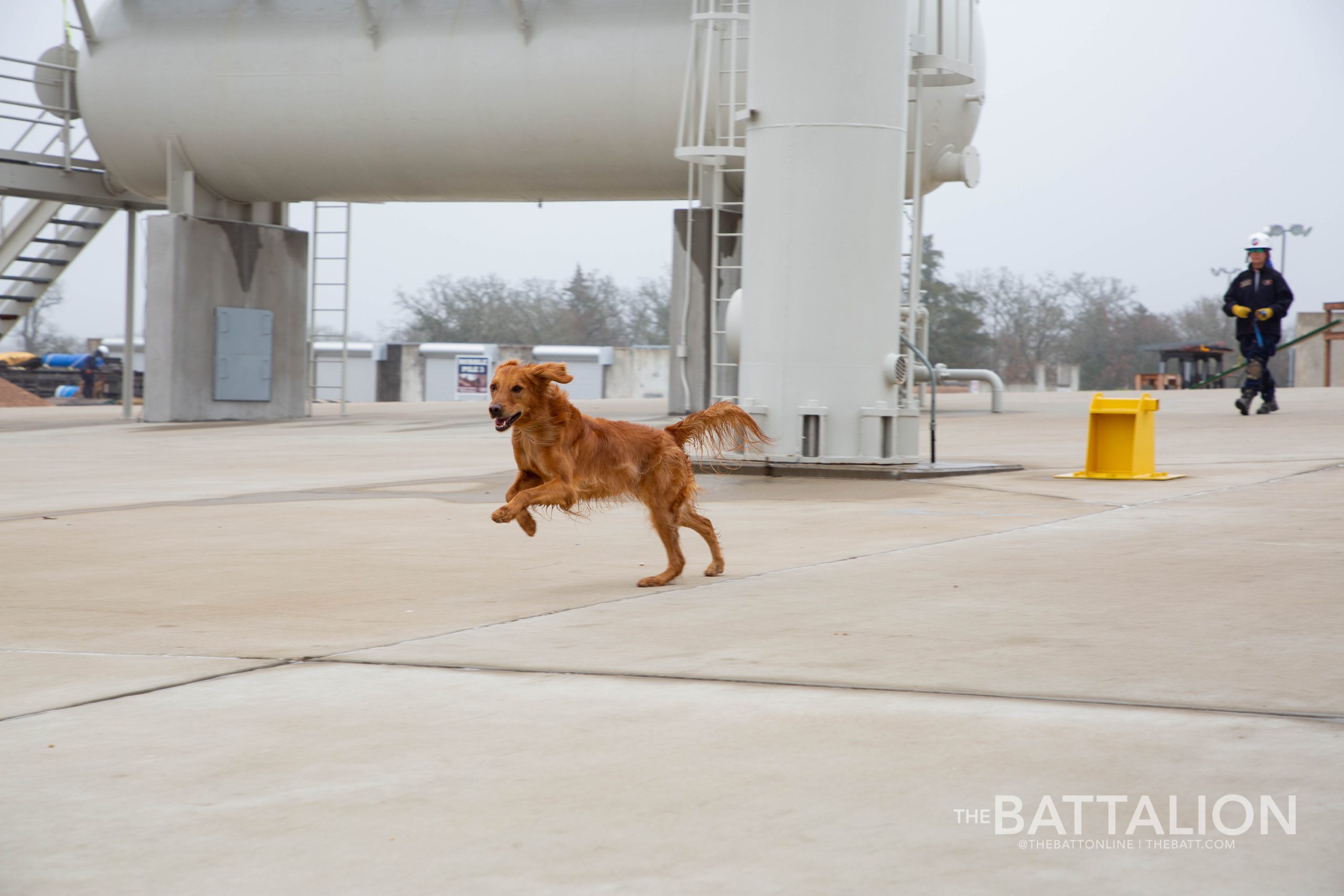 GALLERY: FEMA Canine Training at Disaster City