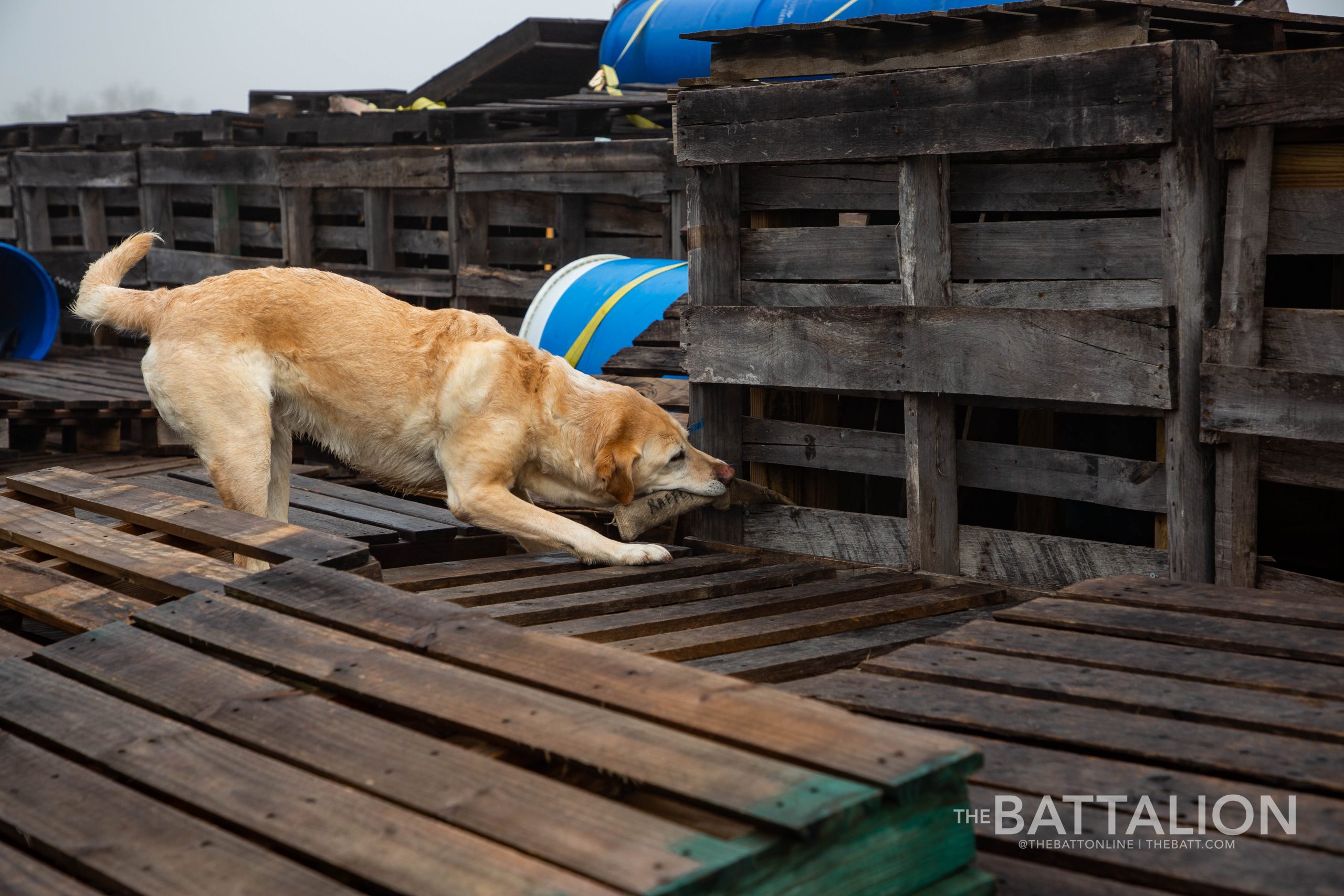 GALLERY: FEMA Canine Training at Disaster City