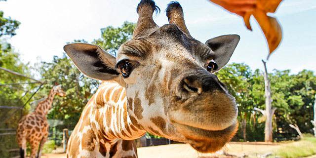 Aggieland Safari