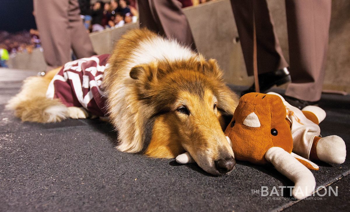 Reveille+is+known+to+have+stuffed+animals+of+other+schools%26%238217%3B+mascots+during+football+games.+Reveille+VIII+was+seen+on+the+sidelines+with+both+a+longhorn+and+a+tiger+toy.