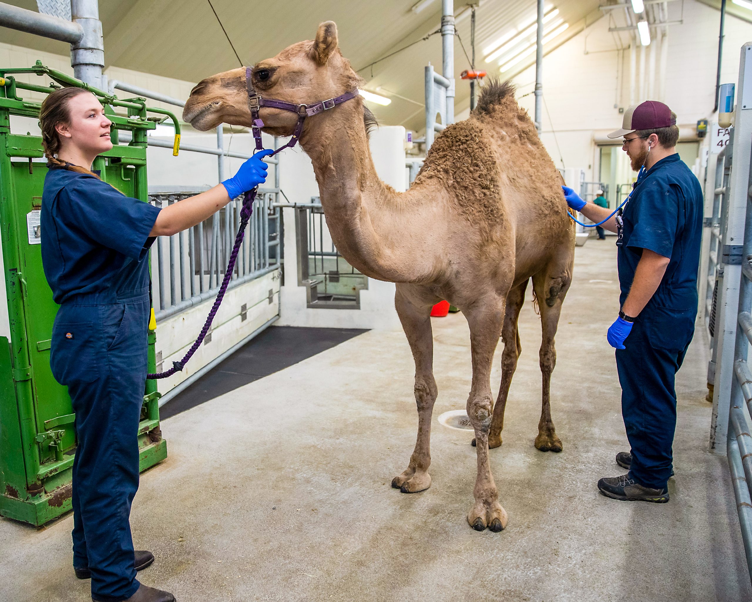 Camel+Recovering+from+hip+surgery+after+operation+from+Texas+A%26M+veterinarians