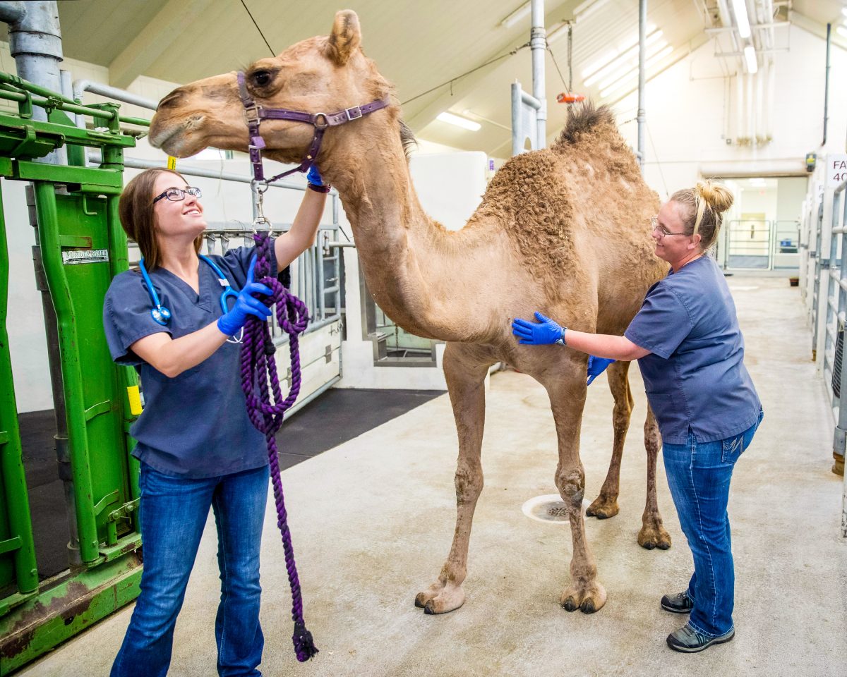 Texas A&M veterinary students and technicians assist Dr. Kati Glass in the care of Sybil.