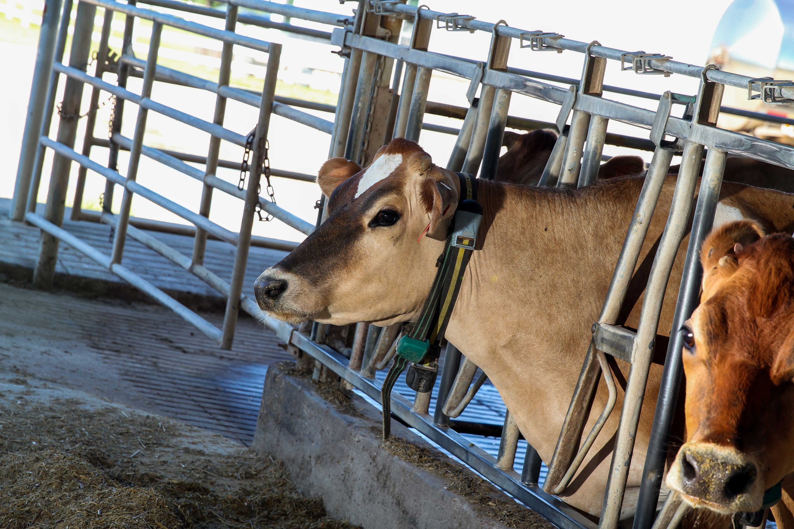 Cows+wear+%26%238216%3BFitbits%26%238217%3B+as+part+of+Tarleton+State+research+program