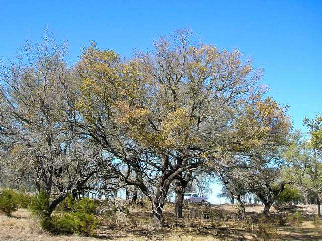 Oak+wilt+disease+is+a+fungal+disease+that+has+plagued+the+Texas+Oak+population+for+nearly+a+century+and+the+Texas+A%26amp%3BM+Forest+Service+has+identified+trees+infected+by+oak+wilt+on+campus+since+the+1990s.