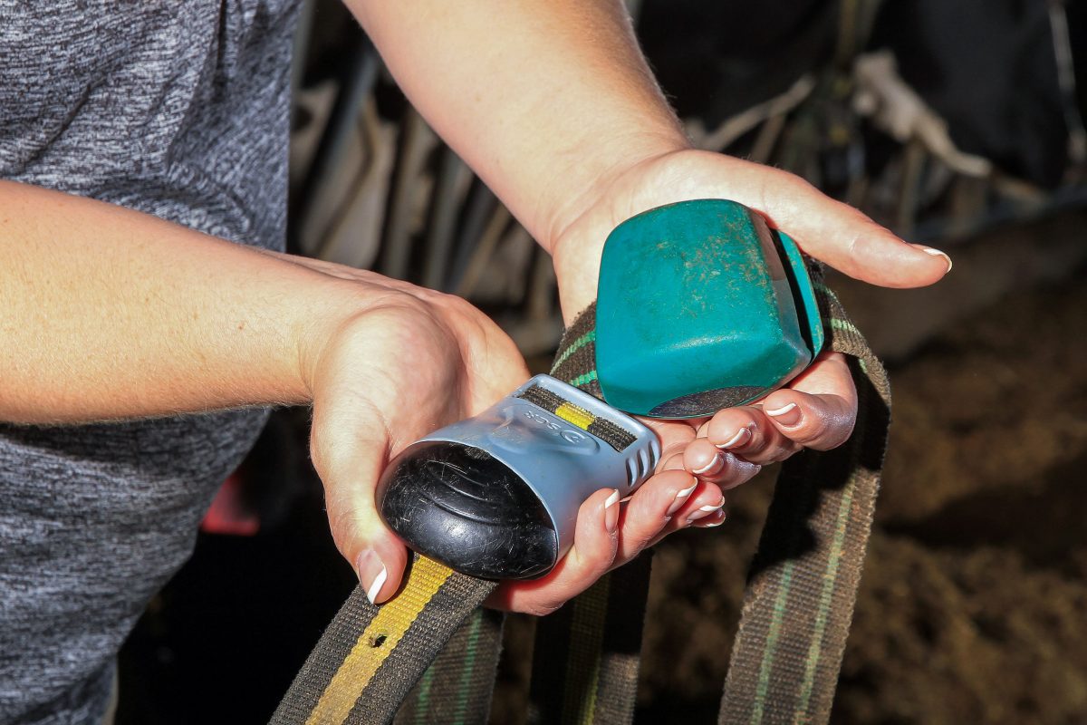 Fitbits are assisting Tarleton State University researchers take care of their cows.