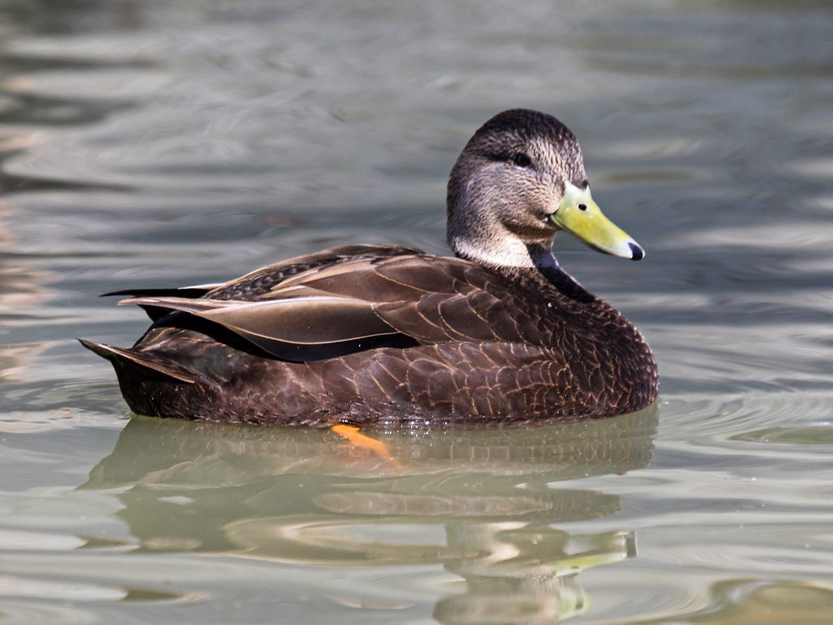 Amid new environmental risks, the American Black Duck population has dropped from 1.5 million in the 1950s to about 600,000 today.