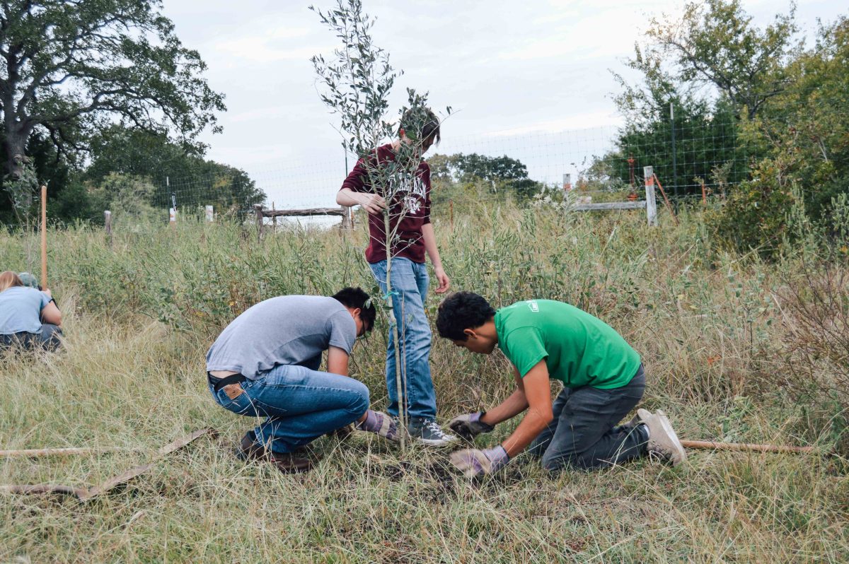 Replant+Day+will+be+held+Saturday%2C+Oct.+19+to+plant+over+700+trees+around+the+community.+Aggie+Replant+also+hosts+Trees+for+The+Blanco+in+San+Marcos+in+addition+to+the+Aggieland-specific+Replant+Day.