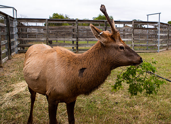 Waldo Elliott the Elk