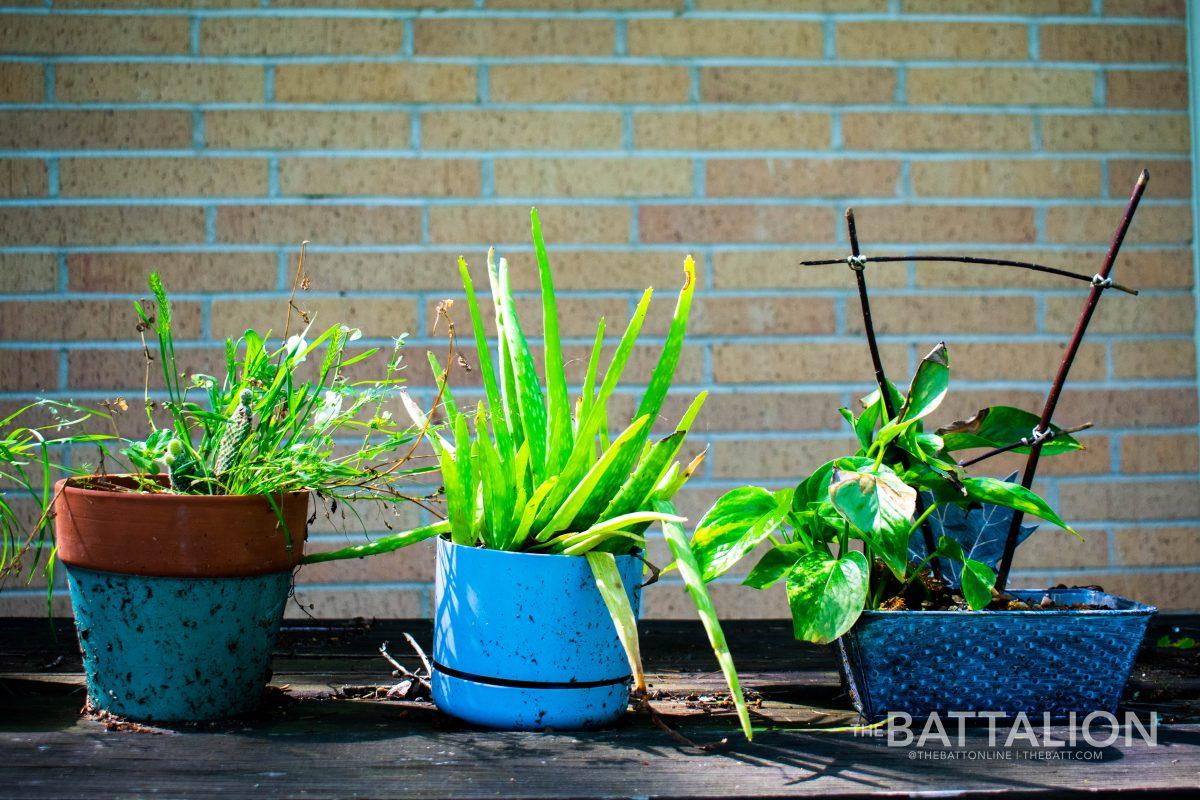 Students are able to lessen their stress levels by adding plants to their homes or spending time outside.