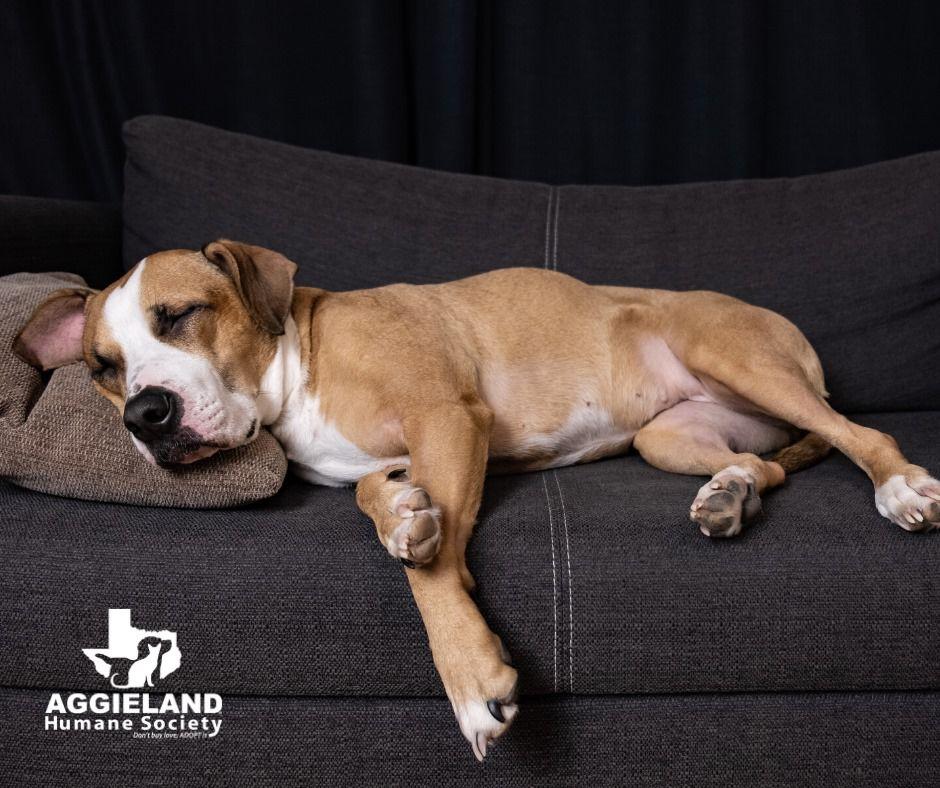 During shelter-in-place Aggieland Humane Society was one of many shelters and rescues that saw an increase in adoptions and fosters.