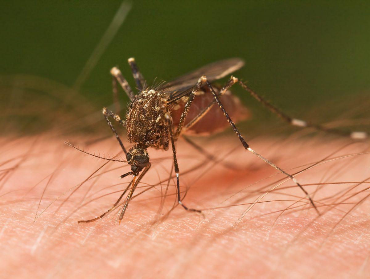 The mosquito trap containing the infected mosquito was located in the 77802 zip code in Bryan.