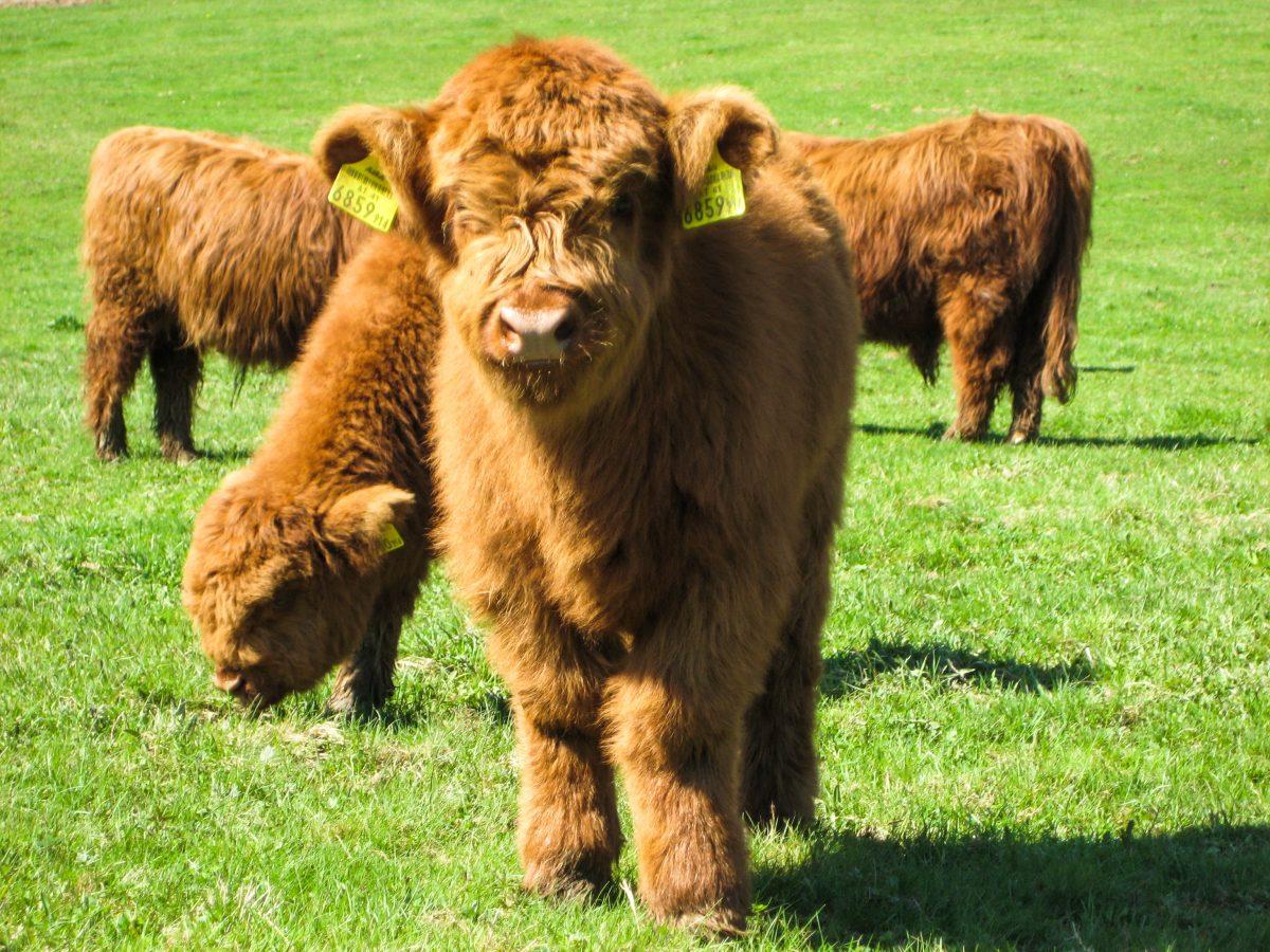 Miniature cows are becoming increasingly popular as household pets.