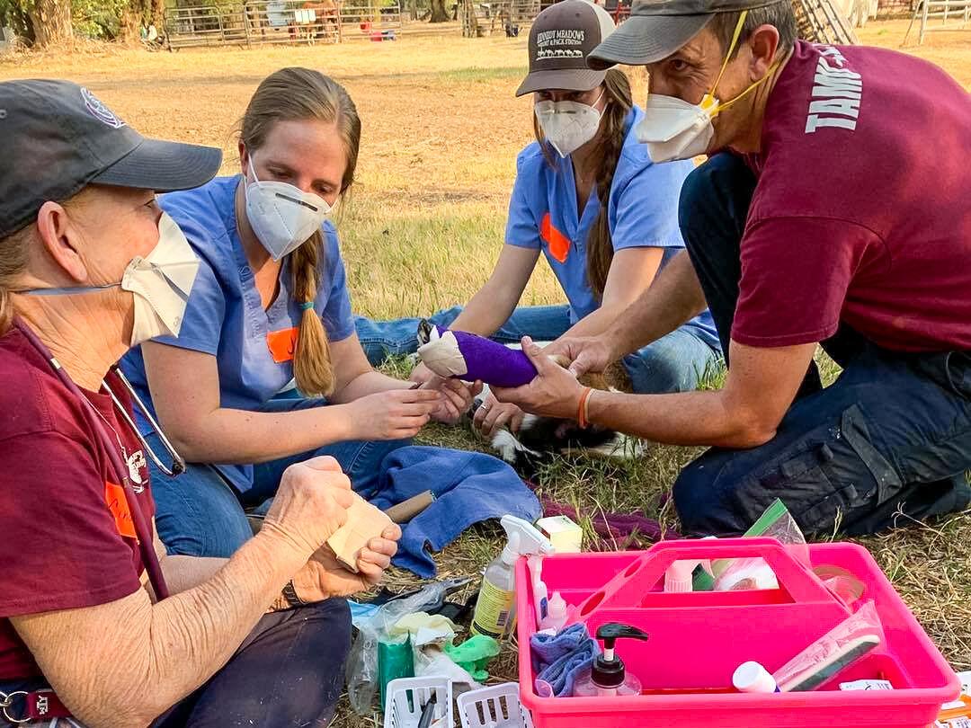 Veterinary+Emergency+Team+members+Dr.+Brandon+Dominguez+and+Cindy+Schocke+bandage+a+goat+injured+in+the+North+Complex+Fire+near+Oroville%2C+California.