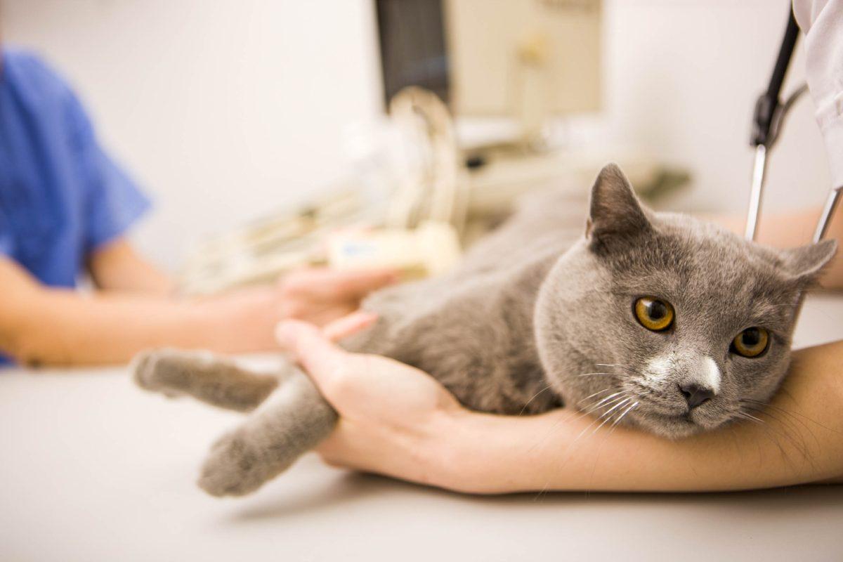 Texas A&M researchers promote vaccines as a way to combat feline leukemia virus (FeLV).