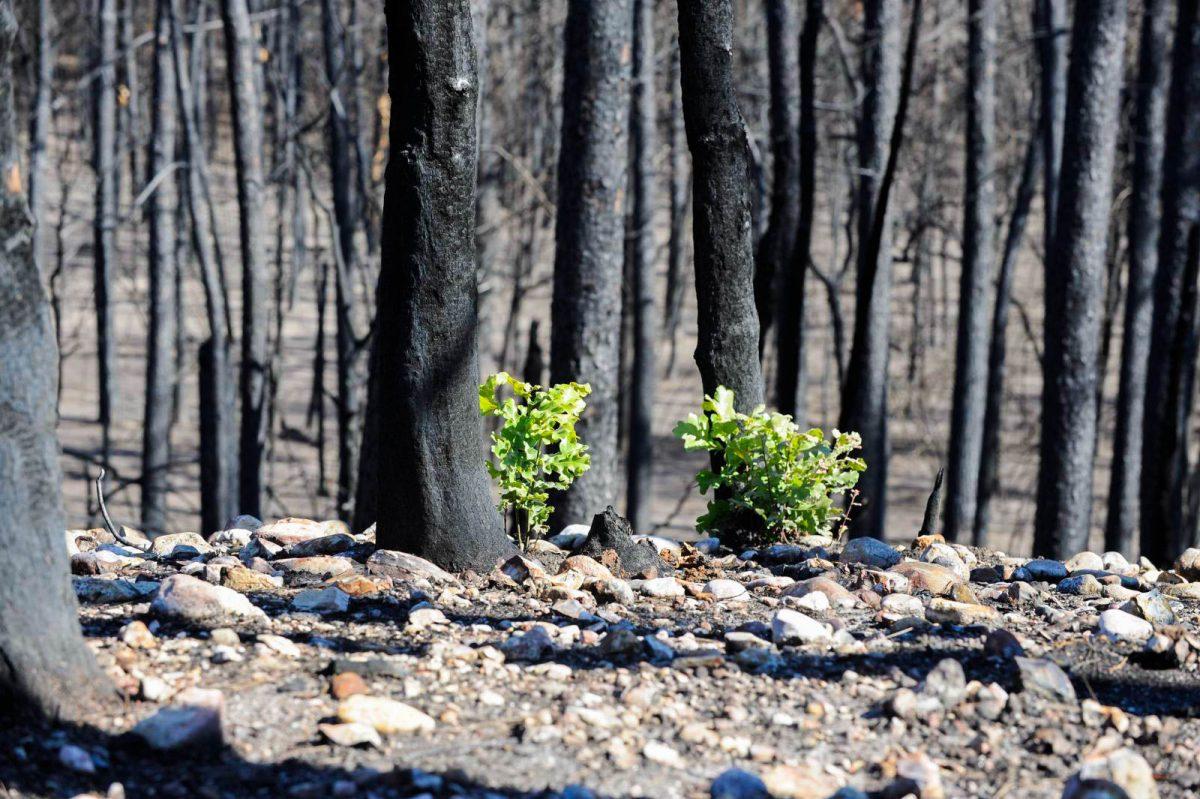 Wildfires can be destructive, but they also provide an opportunity for new vegetation and habitats for animals.